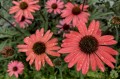 IMG_2731.jpeg