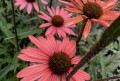 IMG_2733.jpeg