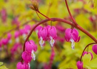 SERDUSZKA 'GOLD HEART' (Dicentra spectabilis) – Złota Królowa Cienistych Zakątków