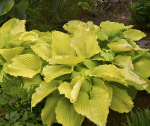 HOSTA 'SHADOWLAND COAST TO COAST' (Funkia) – Złocista Królowa Cienia