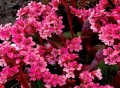 bergenia pink dragonfly 1.jpg