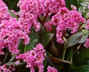 BERGENIA 'PINK DRAGONFLY' – Różowy Zwiastun Wiosny o Zimozielonych Liściach