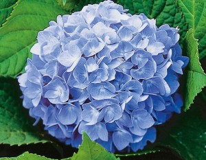 HORTENSJA OGRODOWA 'Cameroun Blue' – Królowa Niebieskich Kwiatów