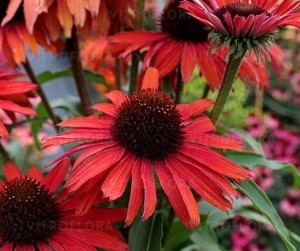 JEŻÓWKA ECHINACEA Fountain Red