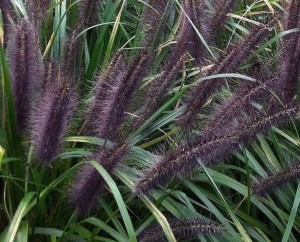 ROZPLENICA MOUDRY Pennisetum alopecuroides 