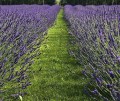 lavandula-phenomenal-pure_3.jpg