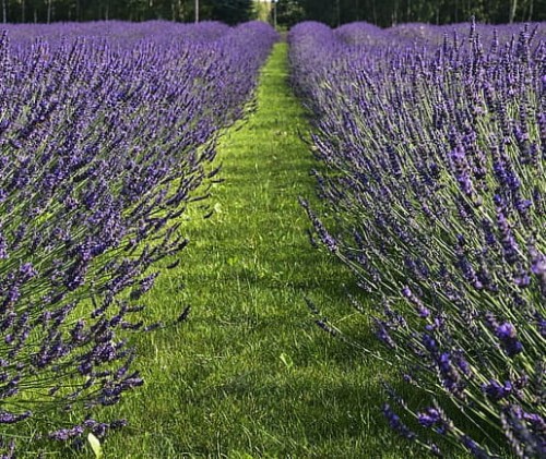 lavandula-phenomenal-pure_3.jpg