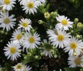 aster.jpeg