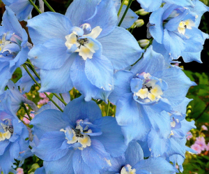 OSTRÓŻKA WIELOKWIATOWA 'PACIFIC SUMMER SKIES' (Delphinium grandiflorum) – Niebieska Wieża Kwiatów