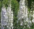 delphinium pacific galahad 2.jpg