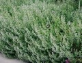 calamintha-nepeta-ssp-nepeta.jpg