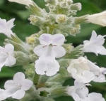 Kocimiętka Biała 'White Cloud' – Miododajna, Odstrasza Komary | Doniczka 0,5L