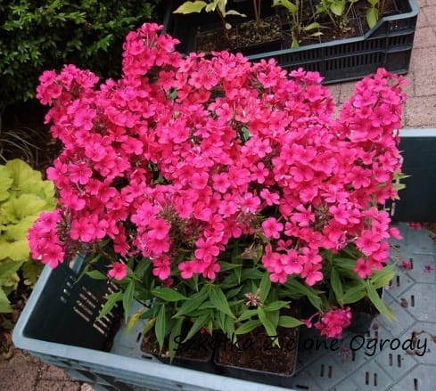 phlox-early-red_3 zieloneogrody.jpg