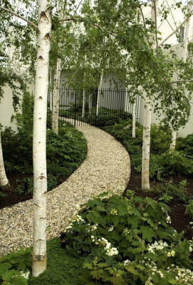 Brzoza papierowa - Betula papyrifera 
