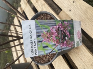 Hortensja bukietowa PINK LADY DUŻA