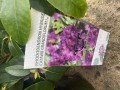 IMG_2446.jpeg