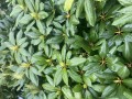 IMG_2448.jpeg