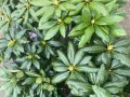 IMG_2437.jpeg
