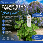 Calamintha nepeta Blue Kalamita