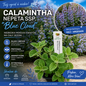 Calamintha nepeta Blue Kalamita
