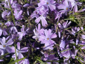 Floks szydlasty     Phlox subulata Fiolet 