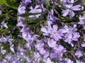 IMG_3335.jpeg
