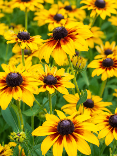 rudbekia big love 1.png