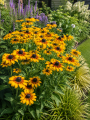 rudbekia big love.png