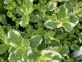 mieta variegata www.zieloneogrody_.jpg