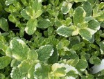 MIĘTA ‘Variegata’ – Aromatyczna i Ozdobna Roślina do Ogrodu i Kuchni