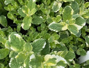 MIĘTA ‘Variegata’ – Aromatyczna i Ozdobna Roślina do Ogrodu i Kuchni