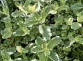 Mieta variegata zieloneogrody.eu.jpeg
