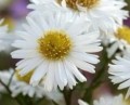 aster starshine -.jpeg