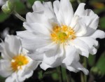 ZAWILEC JAPOŃSKI ‘Whirlwind’ – Anemone japonica | Elegancka Bylina na Koniec Sezonu