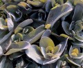 IMG_4266.jpeg