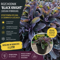 ROZCHODNIK ‘BLACK KNIGHT’ – Sedum hybridum | Efektowna Bylina o Ciemnych Liściach