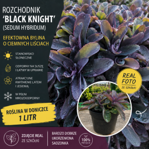 ROZCHODNIK ‘BLACK KNIGHT’ – Sedum hybridum | Efektowna Bylina o Ciemnych Liściach
