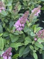IMG_4408.jpeg