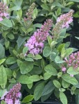 BUDLEJA BUTTERFLY CANDY  LITTLE PINK