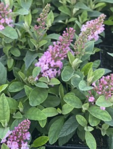 BUDLEJA BUTTERFLY CANDY  LITTLE PINK