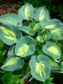 hosta dream queen.jpg