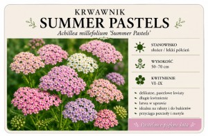 KRWAWNIK SUMMER PASTELS