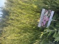 IMG_4300.jpeg