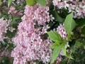IMG_4842.jpeg