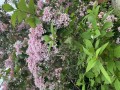 IMG_4844.jpeg