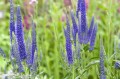 Veronica-longifolia.jpg