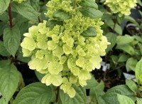 Hortensja Bukietowa 'Kilimangaro' – Egzotyczna Elegancja w Twoim Ogrodzie