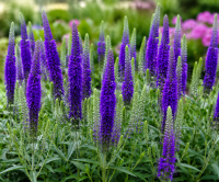 PRZETACZNIK Veronica longifolia