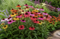 Jeżówka purpurowa 'Cheyenne Spirit' (Echinacea purpurea)