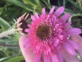 IMG_5963.jpeg
